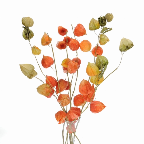 Dried Physalis - bunch - dried flowers