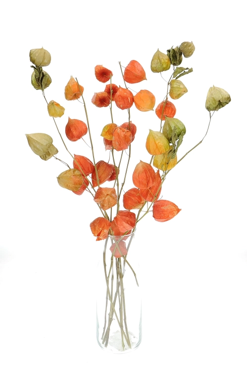 Dried Physalis - bunch - dried flowers