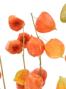 Dried Physalis - bunch - dried flowers
