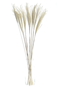 Dried Stipa - feather grass - ornamental grass, 5 pieces