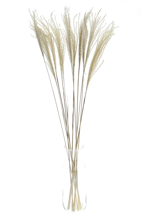 Dried Stipa - feather grass - ornamental grass, 5 pieces