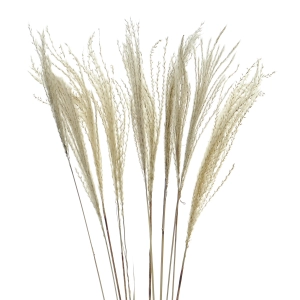 Dried Stipa - feather grass - ornamental grass, 5 pieces