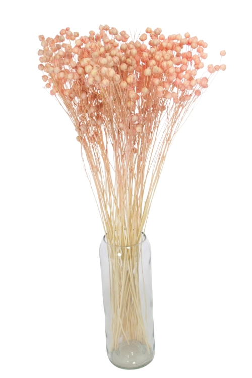 Dried light pink Linum (Flax) - bunch - dried flowers