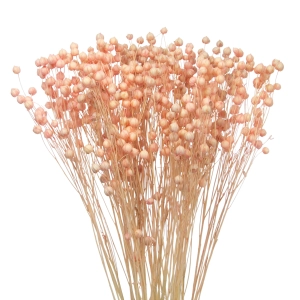 Dried light pink Linum (Flax) - bunch - dried flowers