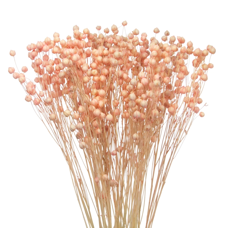 Dried light pink Linum (Flax) - bunch - dried flowers
