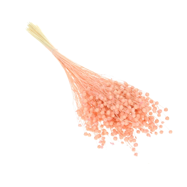 Dried light pink Linum (Flax) - bunch - dried flowers