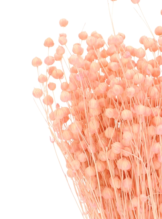 Dried light pink Linum (Flax) - bunch - dried flowers