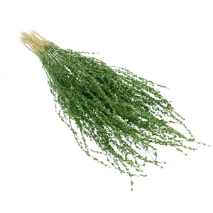 Dried green Lepidium (garden cress) - bunch