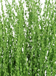 Dried green Lepidium (garden cress) - bunch