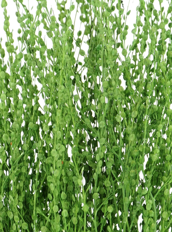 Dried green Lepidium (garden cress) - bunch