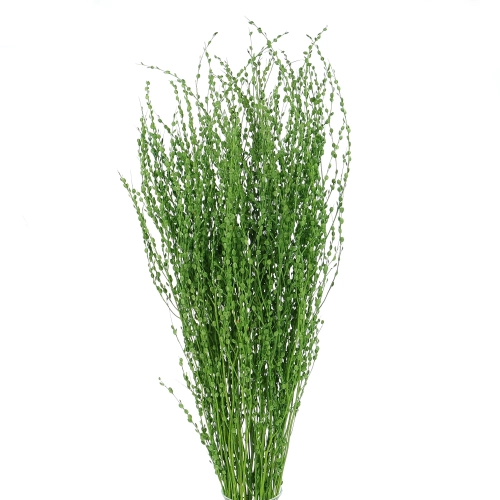 Getrocknetes Lepidium (Gartenkresse) grün - Strauß