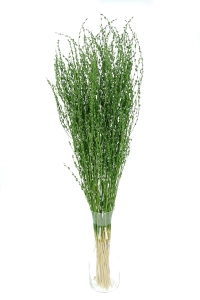 Dried green Lepidium (garden cress) - bunch