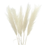 Dried ecru pampas grass mini 115 cm 