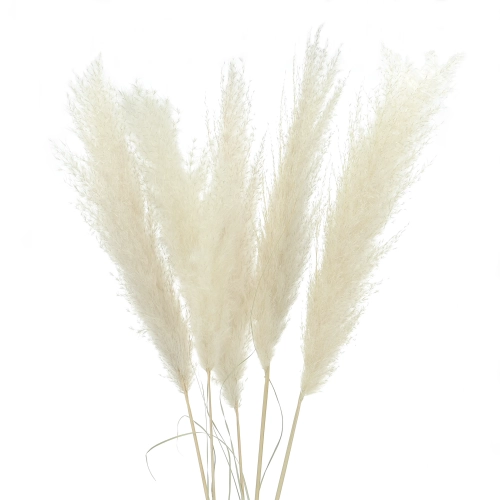 Pampasgras, ecru, mini, 115 cm