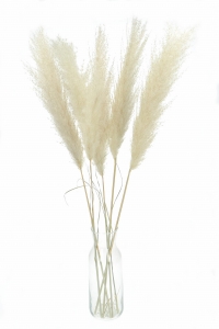 Pampasgras, ecru, mini, 115 cm