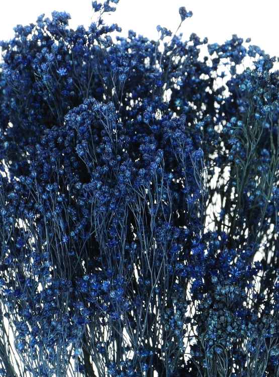 Dried flowers - navy blue Broom Bloom - bunch