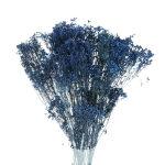 Dried navy blue Broom Bloom - bunch