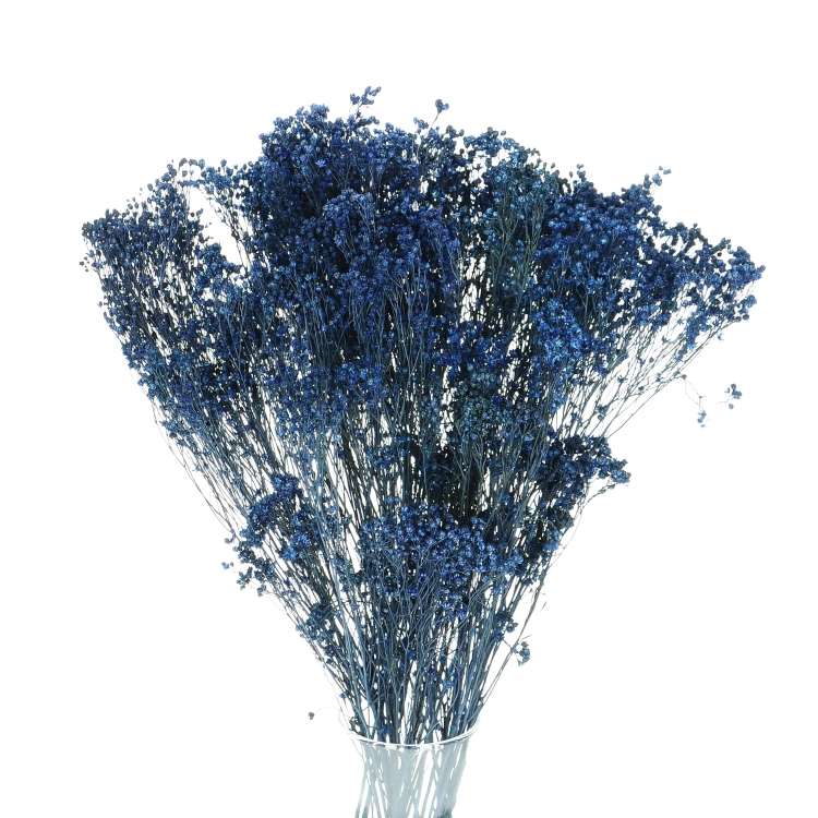 Dried flowers - navy blue Broom Bloom - bunch
