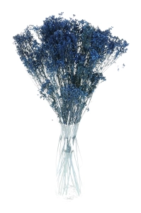 Dried flowers - navy blue Broom Bloom - bunch