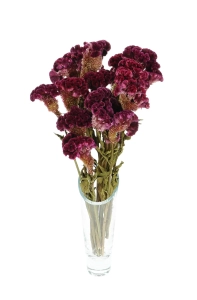 Dried celosia cristata (cockscomb) - bunch - dried flowers