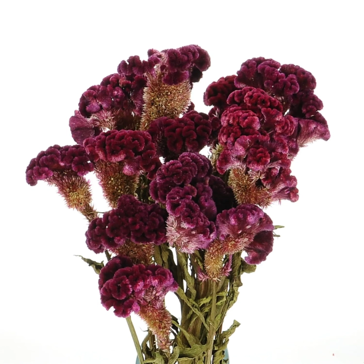 Dried celosia cristata (cockscomb) - bunch - dried flowers