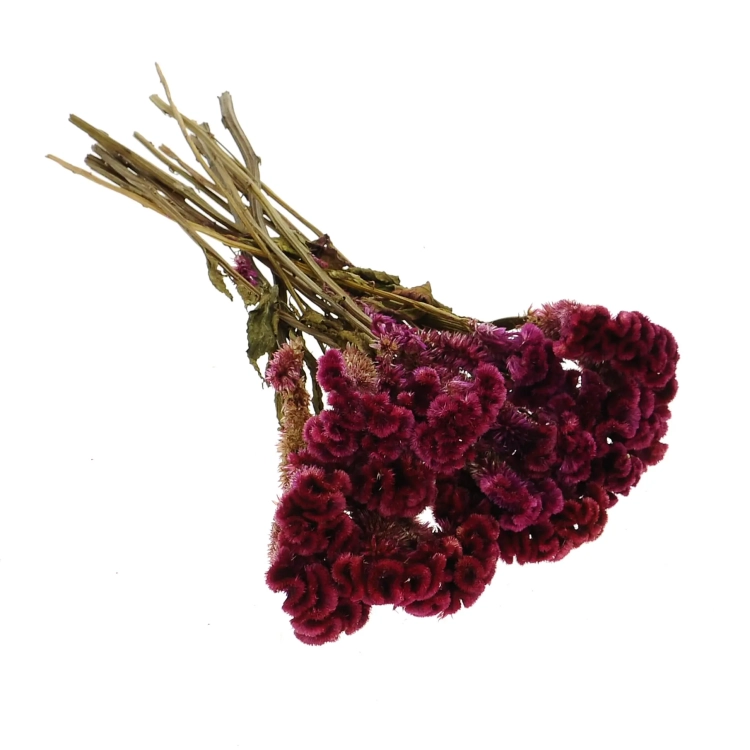 Dried celosia cristata (cockscomb) - bunch - dried flowers