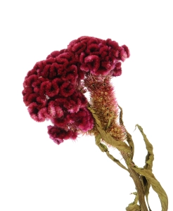 Dried celosia cristata (cockscomb) - bunch - dried flowers