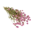 Gomphrena (Kugelamaranth), rosa - Strauß - Trockenblumen