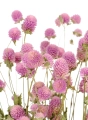 Gomphrena (Kugelamaranth), rosa - Strauß - Trockenblumen