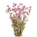 Gomphrena (Kugelamaranth), rosa - Strauß - Trockenblumen