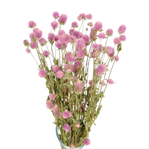 Gomphrena (Kugelamaranth), rosa - Strauß - Trockenblumen