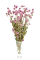 Gomphrena (Kugelamaranth), rosa - Strauß - Trockenblumen