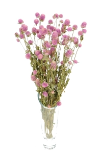 Gomphrena (Kugelamaranth), rosa - Strauß - Trockenblumen