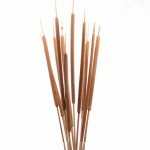 Dried Typha, large,  10 pcs