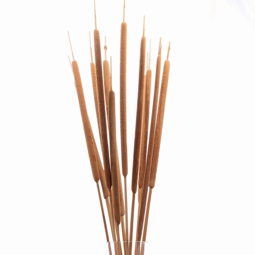 Rohrkolben (Typha),  groß - Strauß, 10 Stk. - Trockengräser