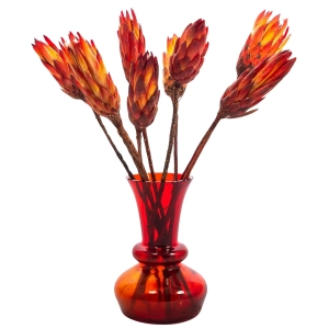 Dried red Protea - stem - dried flowers