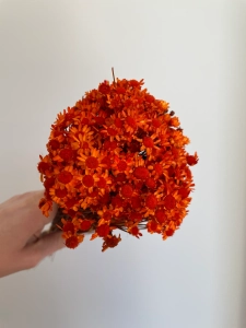 Getrocknete Glixia orange OUTLET