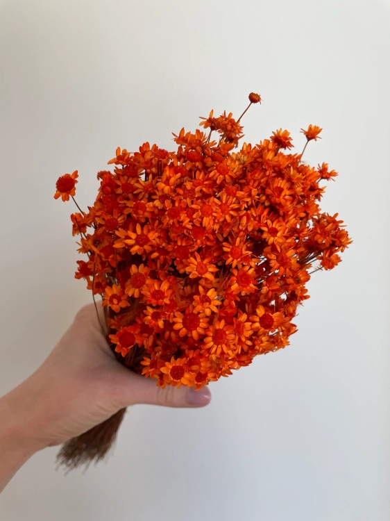 Getrocknete Glixia orange OUTLET