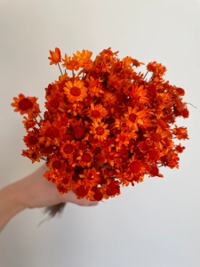 Getrocknete Glixia orange OUTLET