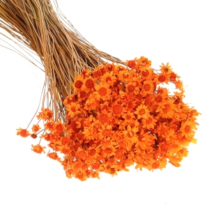 Getrocknete Glixia orange OUTLET