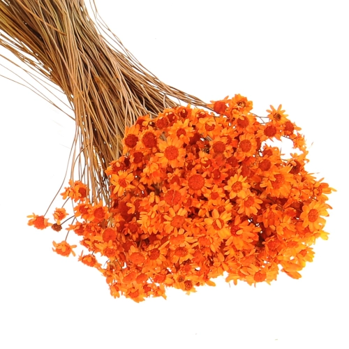 Getrocknete Glixia orange OUTLET