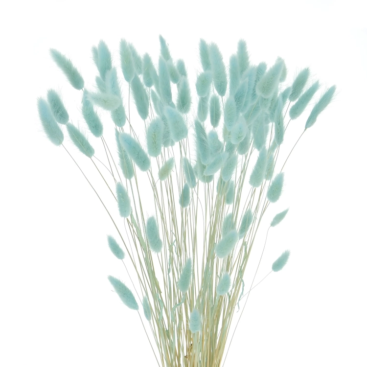 Dried baby blue Lagurus - bunny tail grass ~60 stems