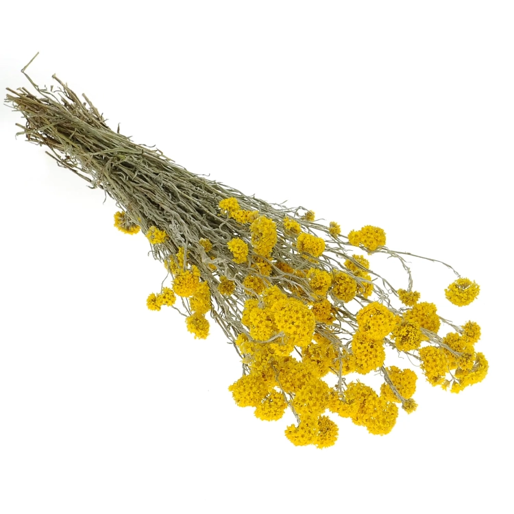 Sanfordii, gelb - Strauß - Trockenblumen