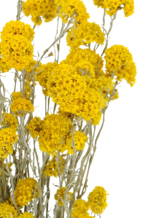 Sanfordii, gelb - Strauß - Trockenblumen