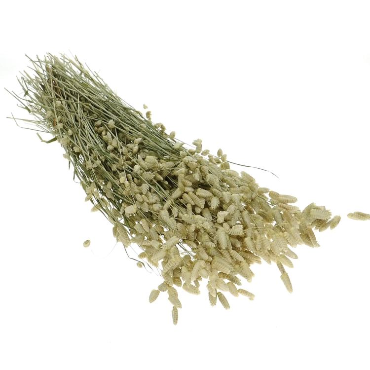 Dried flowers - natural Briza, quaking grass - bunch