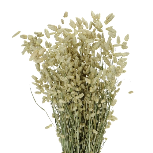 Dried flowers - natural Briza, quaking grass - bunch