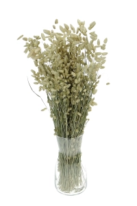 Dried flowers - natural Briza, quaking grass - bunch