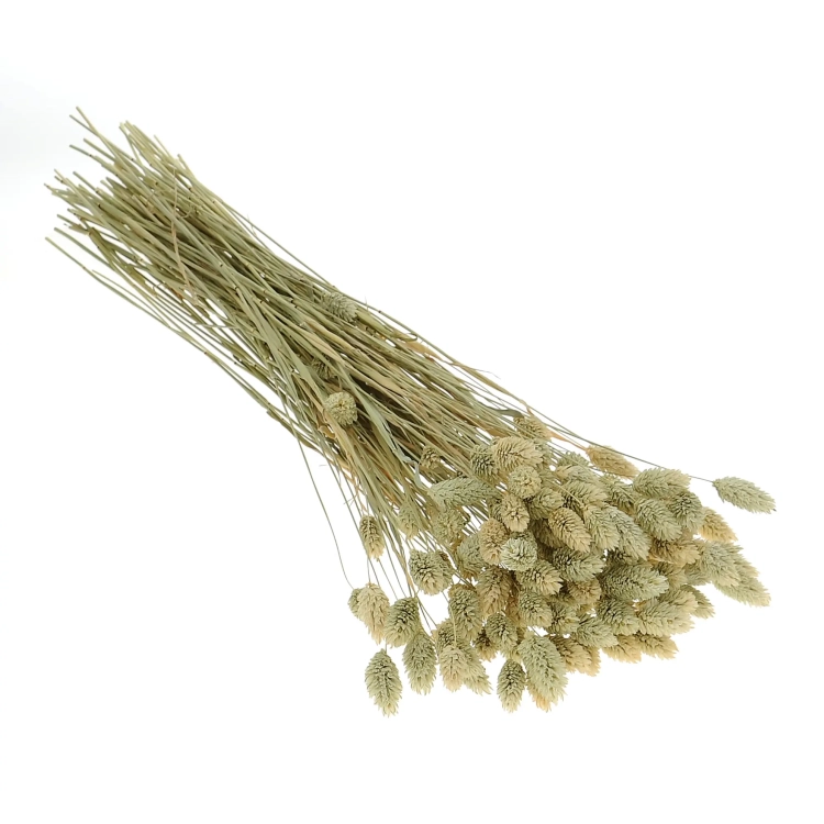 Dried natural Phalaris - canary grass ~80 stems