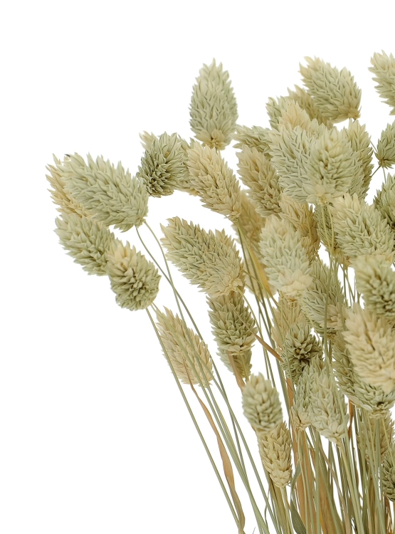 Dried natural Phalaris - canary grass ~80 stems