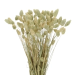 Phalaris (Kanariengras), natürlich ~80 Stk. - Trockengräser